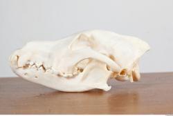 Skull III